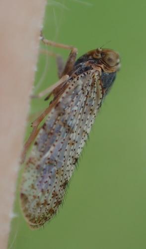 Cixiini